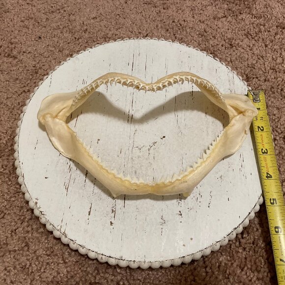 Shark teeth - Picture 6 of 7